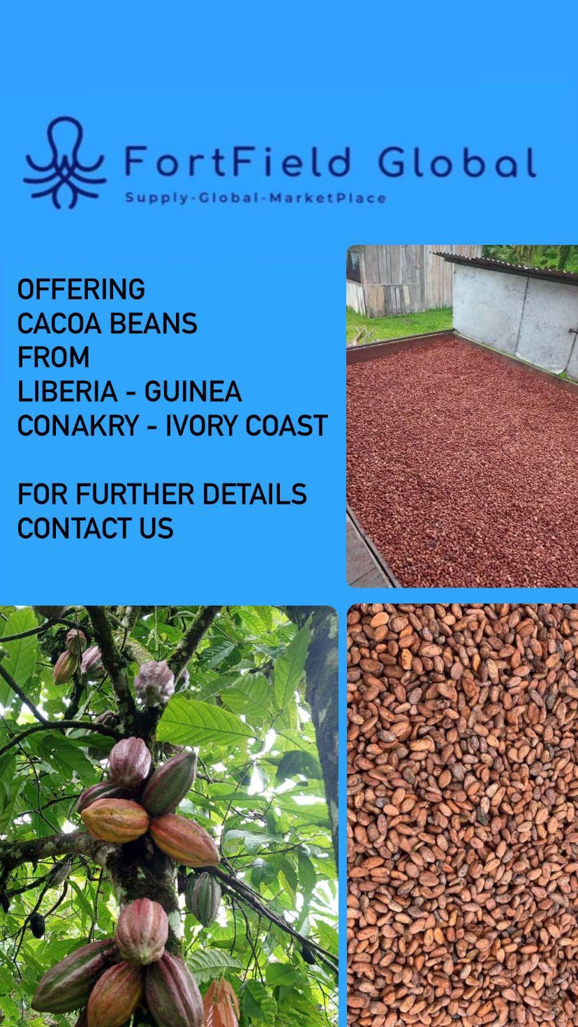 Offering Cocoa Beans From Liberia - Guinea Conakry - Ivory Coast